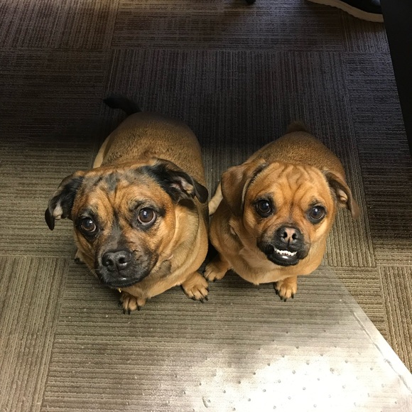 Meet your Posher, Rachel - Picture 2 of 4